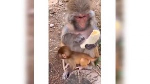 Обезьяна чистит банан