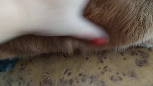 Лечим пододерматит