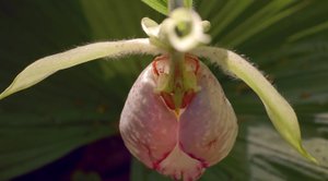 Кванмён, Кёнгидо, Южная Корея. Маленькие хитрости орхидеи "Башмачок японский".