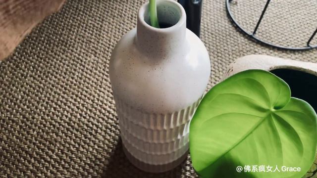 #63【一顆變N顆】系列又來咯 一看就會入門級分枝 大葉合果芋 白脈合果芋 Propagating Syngonium Macrophyllum смотреть онлайн