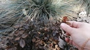 Покупки с Wildberries для сада//Розы КАРДАНА в грунте//Куда использовать просроченные удобрения