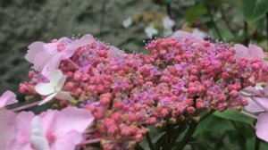 Hortensia 'Hydrangea serrata Blue Bird' des soucoupes volantes fleuries