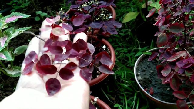 HOW to PROPAGATE OXALIS HEDYSAROIDES " RUBRA" FIRE FERN смотреть онлайн