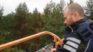 Сбор шишек в Финляндии