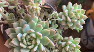 अपने सक्युलेंट को कलरफ़ुल कैसे बनायें |How to make succulents more colourful | exotic succulents