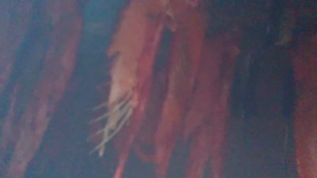 НА БЕРЁЗЕ и ОЛЬХЕ копчу РЁБРА КРАСНОЙ рыбы смотреть онлайн