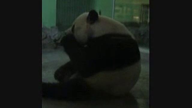 Shanghai Zoo animal treatment смотреть онлайн