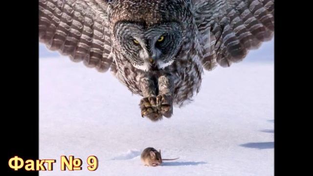 15 Удивительных фактов о совах!