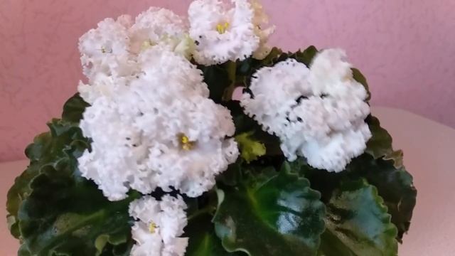 Сорта фиалок. Описание сортов. смотреть онлайн