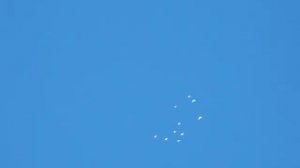 Видеодневник полёта высоколётных голубей