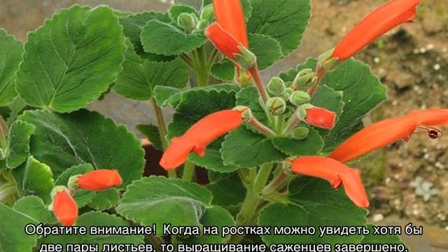 Колумнея — уход и выращивание в домашних условиях смотреть онлайн