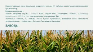 ГЕОГРАФИЯ Қазақстанның өнеркәсібі   Жүгері  өндірісі