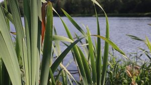 Как ловить карася летом новичку с берега на поплавочную удочку и наловить много? Карась летом