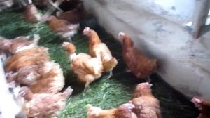Итог - куры с птицефабрики за 15 дней. Расход-доход