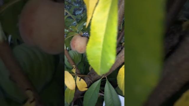 персики в Сибири смотреть онлайн