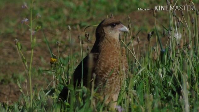 Novena region animales y avez hermosas ..fotos sony dsc h400. смотреть онлайн