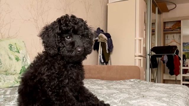 ВСЕ О ПУДЕЛЕ-Нам 3 Месяца Влог Мой День с Собакой Той Пудель Оренбург Дом2 закрывают смотреть онлайн