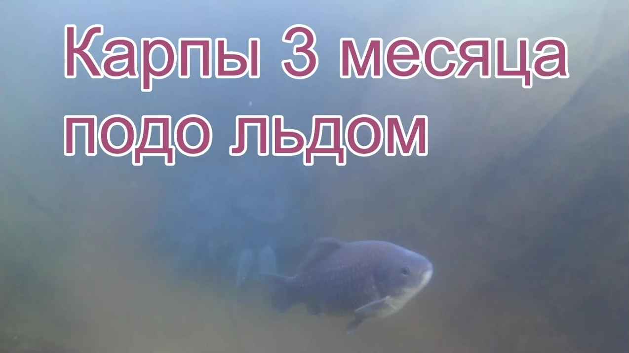 Карпы зимуют в Сибири в искусственном пруду! смотреть онлайн