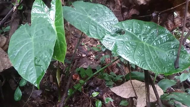 Alocasia longiloba  green which is rare from the east kalimantan forest as a collection plant.