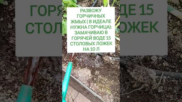 Кладоспориоз томатов. Что делать? 🍅 #огород #дача #сад #томаты #лайфхаки #лайфхак #garden #сад