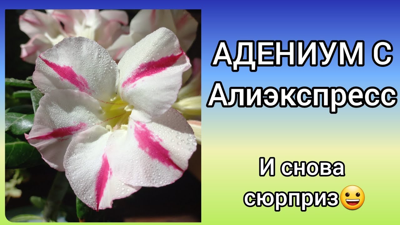 Совпадают ли сорта АДЕНИУМОВ у продавцов Алиэкспресс??Смотрите?Адениум из семян?Комнатные растени