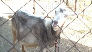 Лечение мастита у козы. Здоровье Белки часть 1.Treatment of mastitis in goats. Part 1.