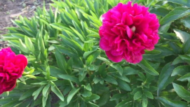 Пион OFFICINALIS RUBRA PLENA/Оффициналис Рубра Плена