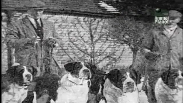 Все о собаках: Пиренейская горная собака [HD] Animal Planet смотреть онлайн