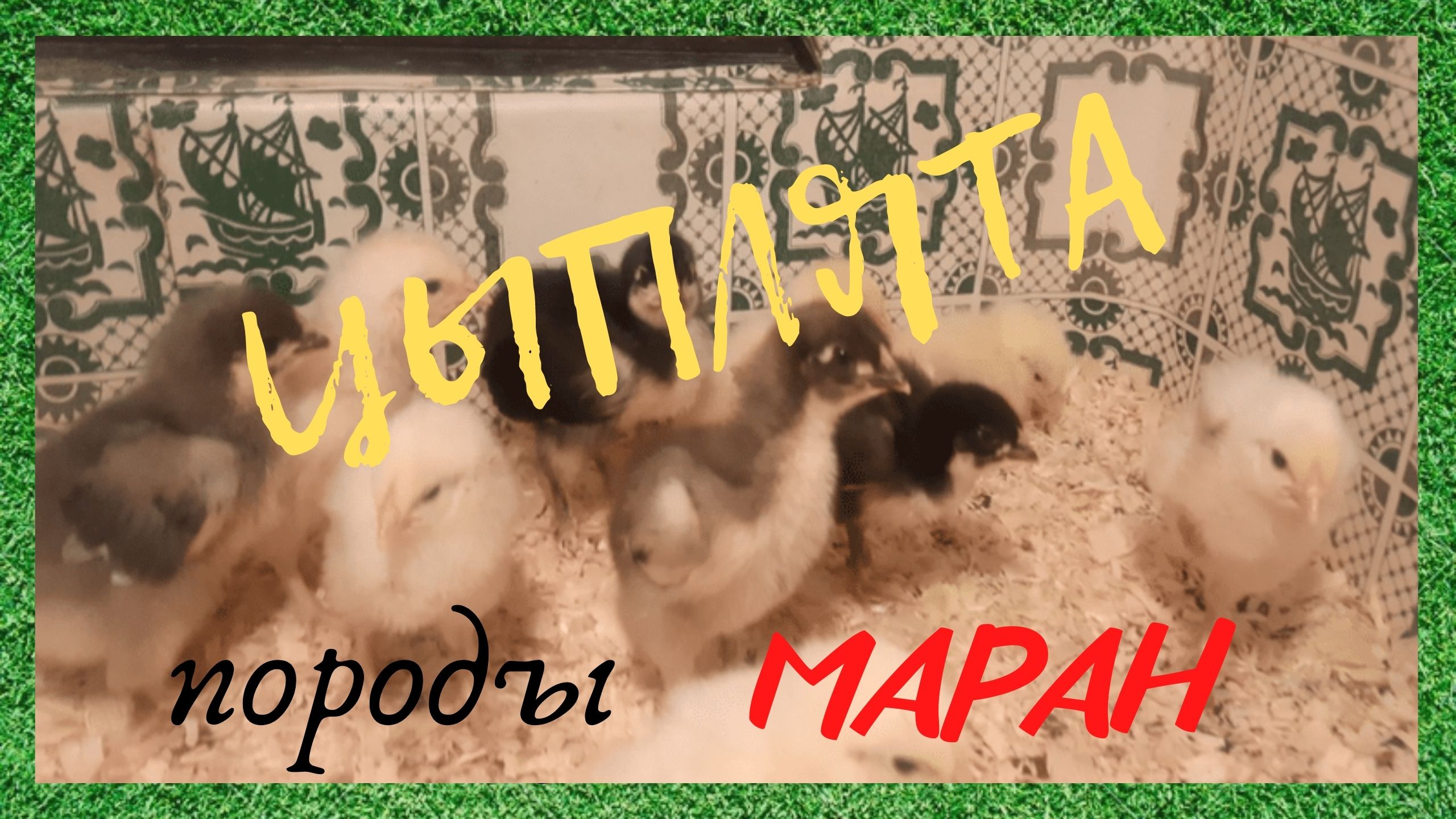 Куры породы маран. Цыплята от 0 до 2,5 месяцев.