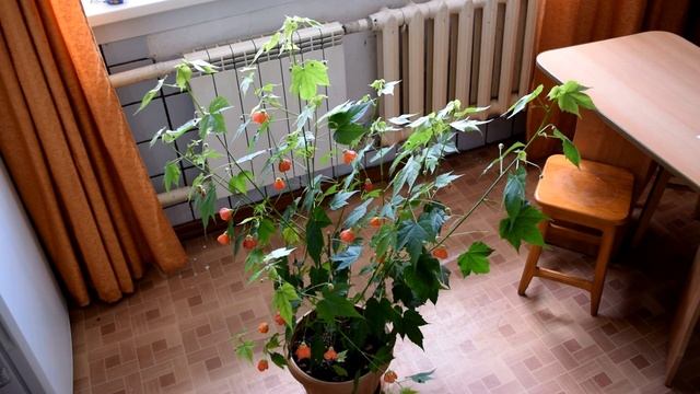 Абутилон ! Комнатный клен!!!! смотреть онлайн