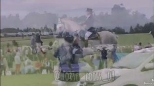 выездка на першероне?) ? #лошади #выездка