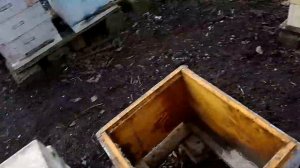 Как найти старую матку в ульях,где семьи уже вошли в роевое состояние и не только...