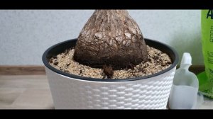 Нолина Бокарнея.20 летняя,из семечки. (посадка в горшок, в котором мог бы расти,даже  каштан)