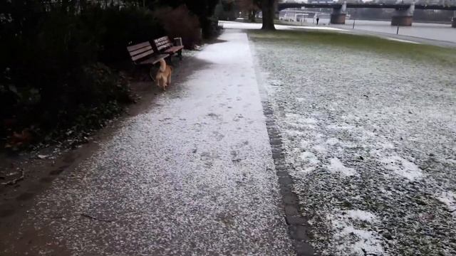 Как звать собаку к себе при помощи свистка смотреть онлайн