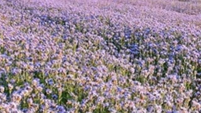 Борьба с проволочником осенью.