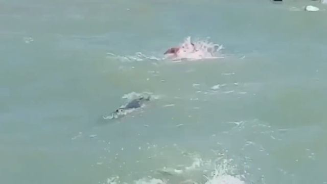 Тюлень напал на людей, купавшихся в море в Азербайджане. смотреть онлайн