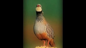 SOLEÁ CANON - FANTASÍA FLAMENCA- (Canon Pachelbel) -HQ