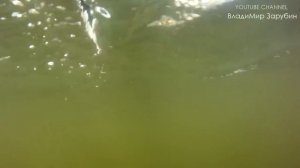 Подводная охота в Финском заливе