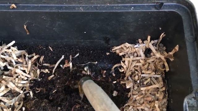 Red Wrigglers! смотреть онлайн