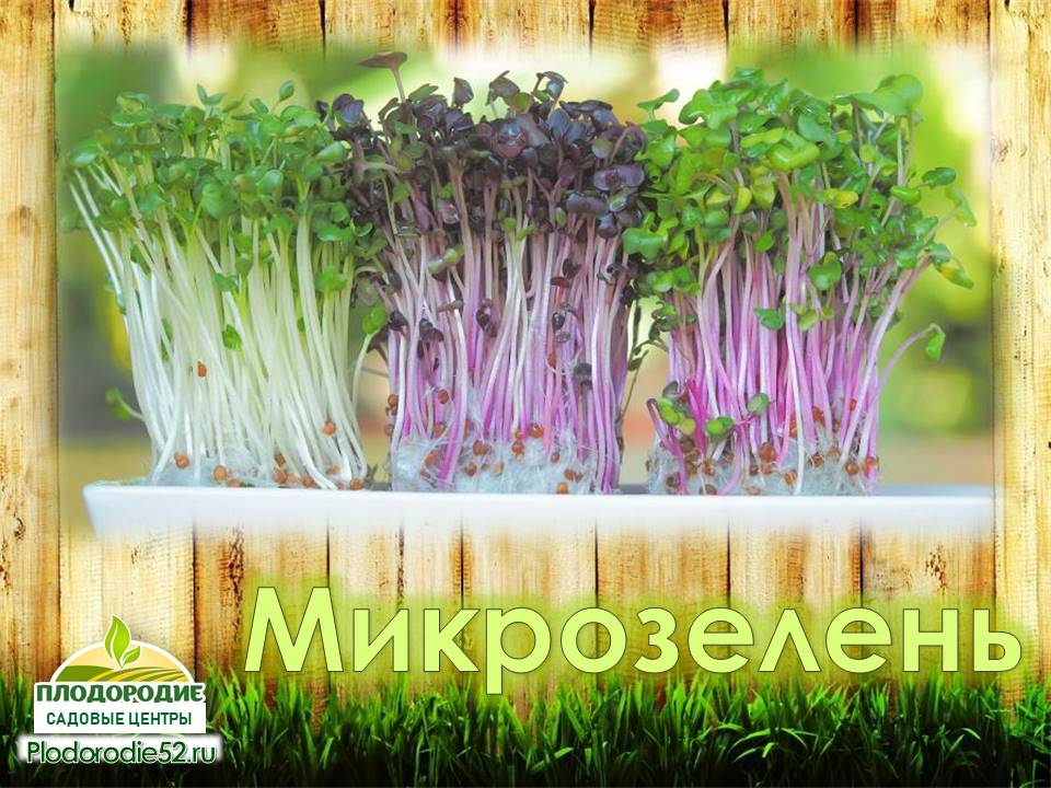 Микроролик про Микрозелень