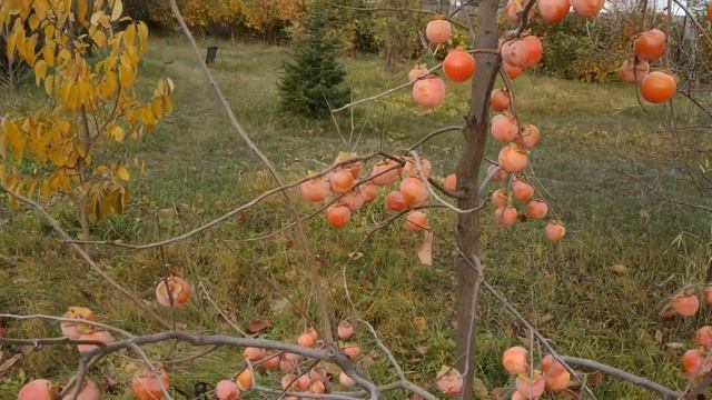 Хурма Сосновская СВЕРХРАННИЙ сорт! смотреть онлайн