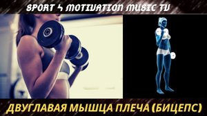 Сгибание рук на бицепс.  Музыка для спорта и тренировок.