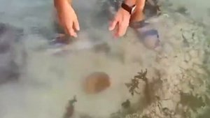 Морские огурцы