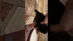 Щенок Мира в первый раз пьёт молоко