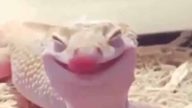 Геккон пятнистый эублефар смотреть онлайн