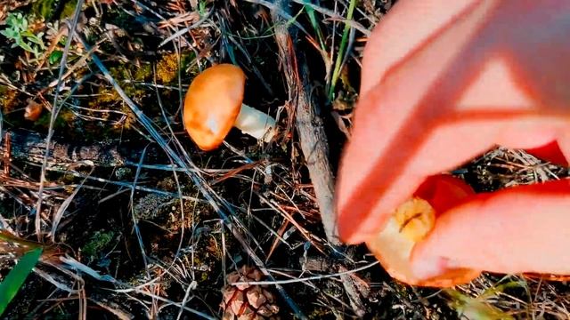 Грибы маслята в начале июня. Ведьмин круг. Тихая охота. Сбор грибов в лесу в начале лета. смотреть онлайн