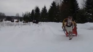 Запрягаiтэ хлопцi конi! Едем дружно отдыхать в Свечино, встречать Новый 2014 год - Год Лошади!