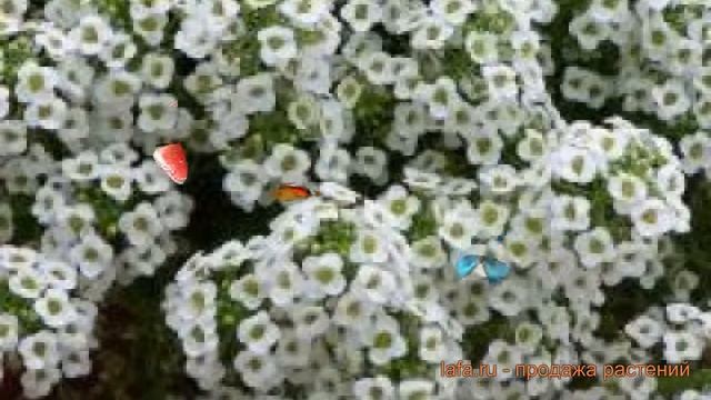 Алиссум обыкновенный Вайт ? обыкновенный алиссум Вайт обзор: как сажать, семена алиссума Вайт смотреть онлайн