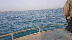 ловля судака на ярусные крючки