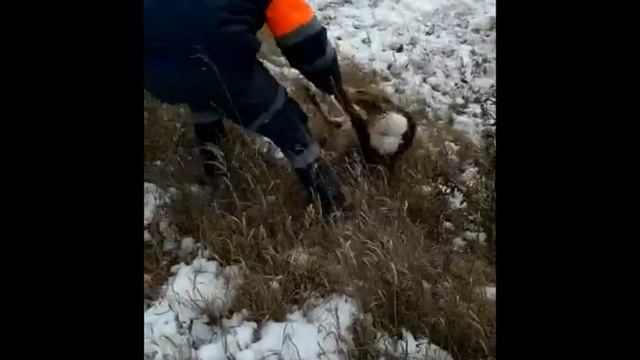 В Белорецке спасатели поймали дикую косулю, которая напугала жителей города смотреть онлайн